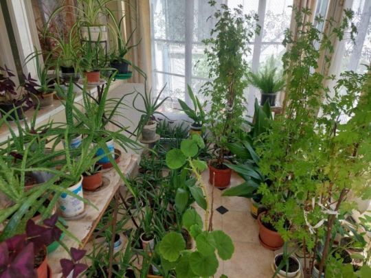 Eladó olcsón, 1.30-cm. törzses citrom illatú muskátli
