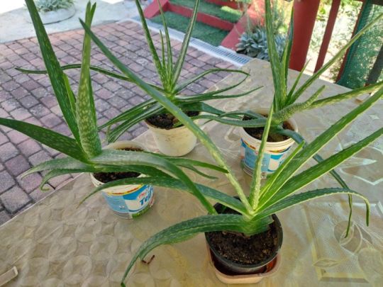 Eladó olcsón 50-db. Aloe Vera Gyógynövény hely hiány miatt