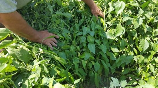 Eladó Paprika