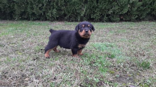 Eladó rottweiler kiskutyák