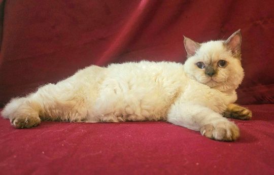 Eladó Selkirk Rex göndör szőrű kisfiú