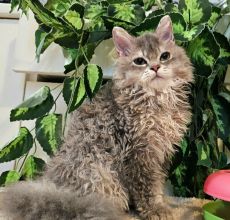 Eladó Selkirk Rex hosszú göndör szőrű kisfiú