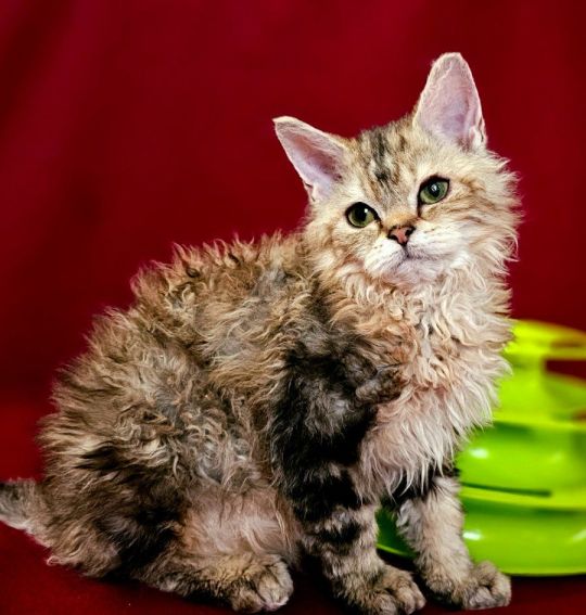 Eladó Selkirk Rex Longhair kislány cica