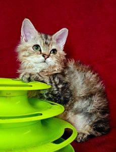 Eladó Selkirk Rex Longhair kislány cica