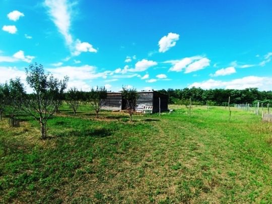 Eladó Sződ határában, 150000 m2-es mezőgazdasági terület.