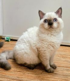 Eladó tenyésztőtől Selkirk Rex göndör szőrű fiú cica
