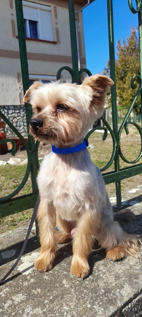 Eladó yorki