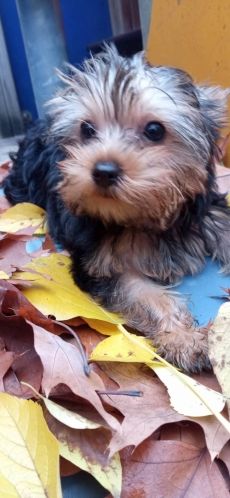 Eladó yorkshire terrier kiskutyák