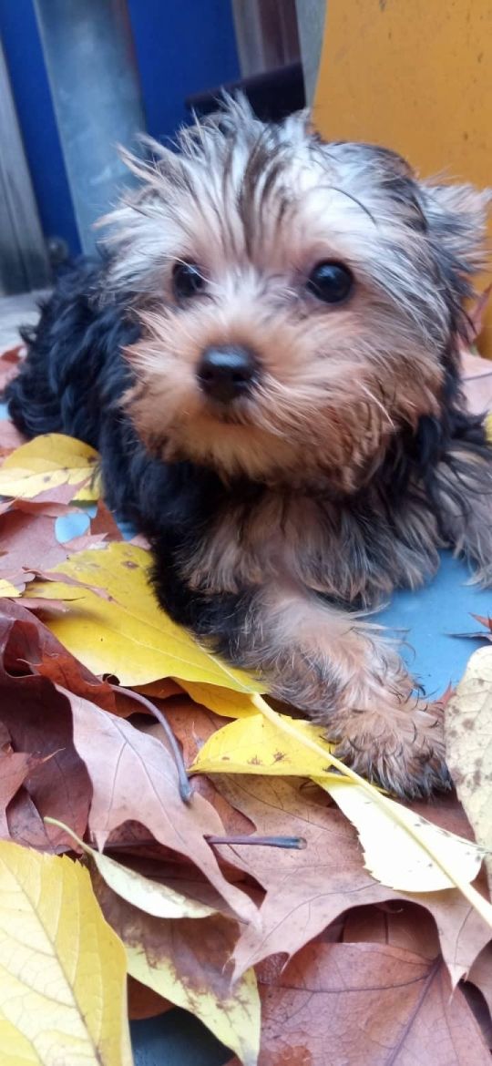 Eladó yorkshire terrier kiskutyák