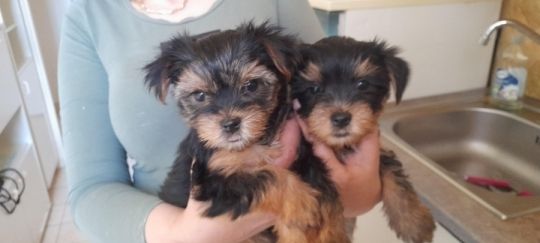 Eladó Yorkshire terrier kölykök