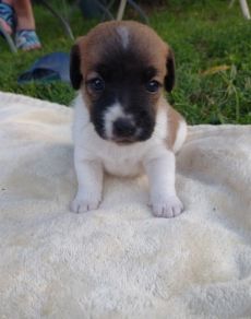 Eladóak Jack Russel terrier kölykök