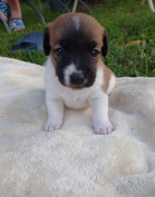 Eladóak Jack Russel terrier kölykök