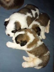 Elérhető Bernáthegyi kiskutyák St.bernad saintbernard