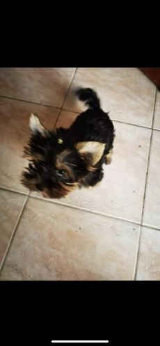 Extra mini yorki költözne