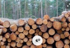 Fa. Valamint teljes eredő kivágása Siófokon ès azon kívül is