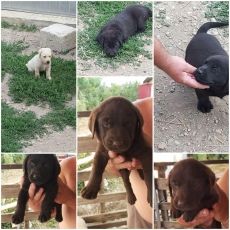 Fajta tiszta labrador kiskutyak gazdit keresnek