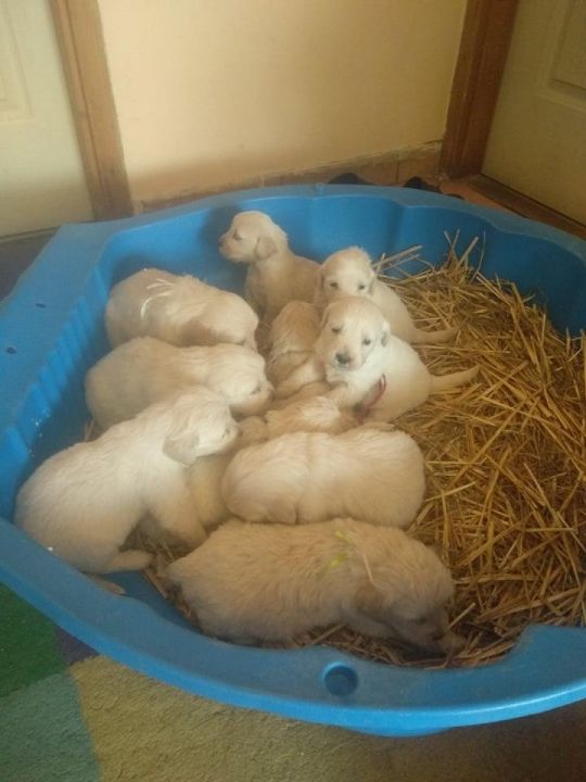 Fajtatiszta Golden Retriever jellegű kiskutyák