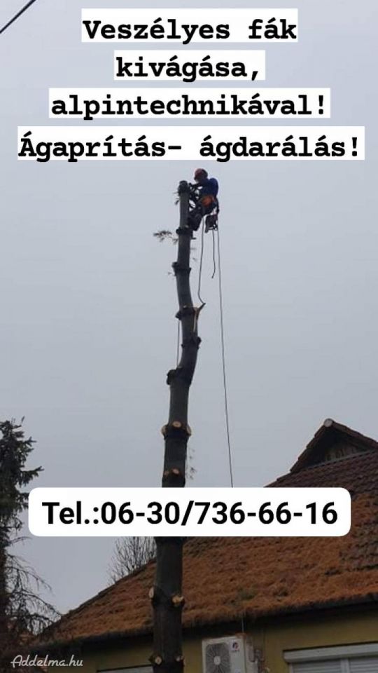 Favágás, fakivágás, alpintechnika, veszélytelenítes