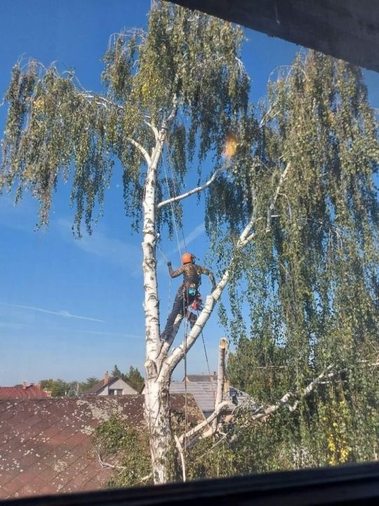 Favágás, Fakivágás, darabolás, veszélytelenités, ágdarálás