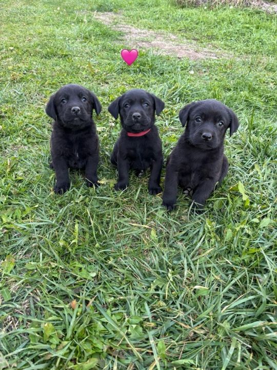 Fekete Labrador kölyök