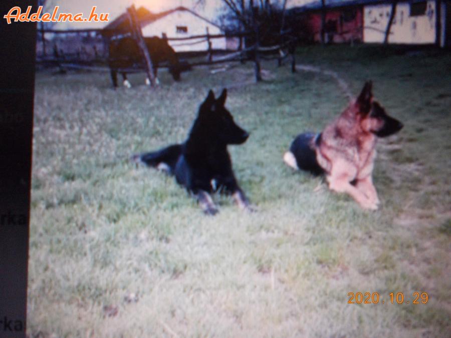 Fekete német juhász kutya