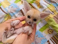 Fennec róka kapható.