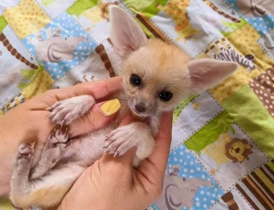 Fennec róka kapható.
