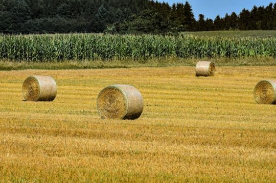 Fiatal Gazdalkodo Foldet Berelne/Venne