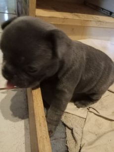 Francia bulldog buci kiskutyák eladók Debrecenből!