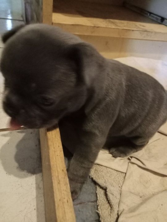 Francia bulldog buci kiskutyák eladók Debrecenből!