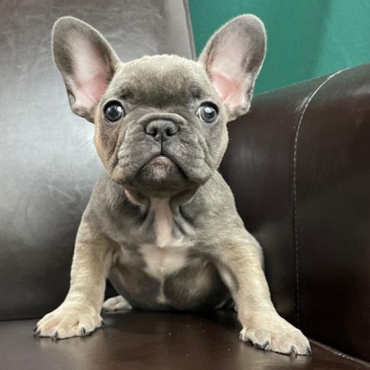 Francia Bulldog Kiskutya