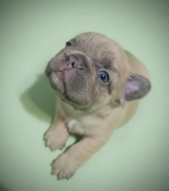 Francia bulldog kiskutyák előjegyezhetők