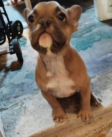 Francia bulldog