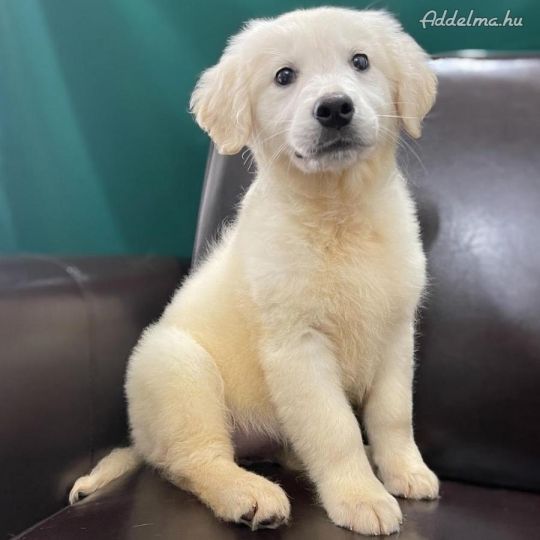 Golden retriever kiskutya