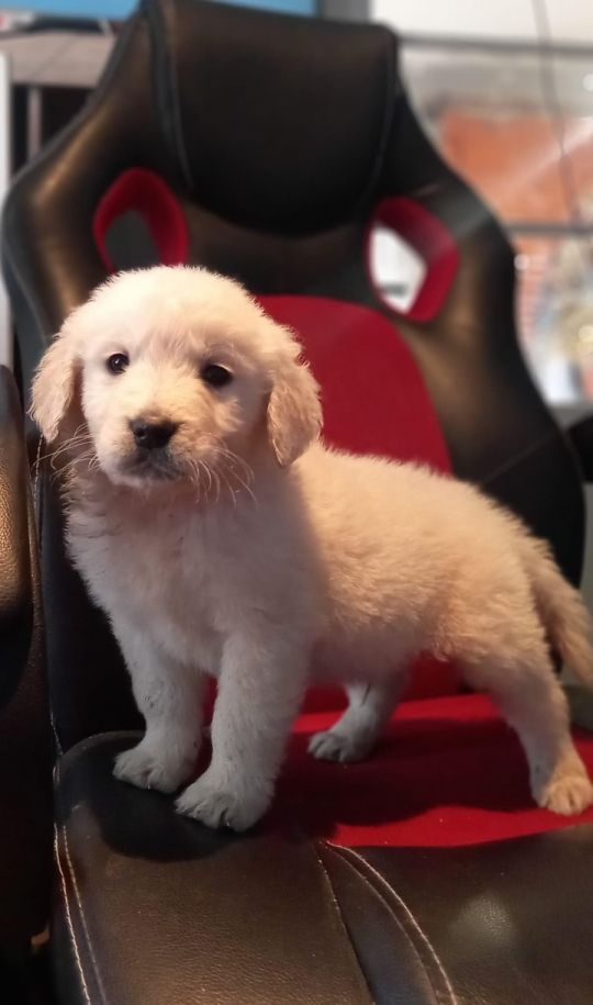 Golden retriever kiskutyák