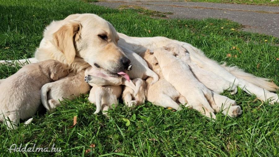 Golden Retriever 