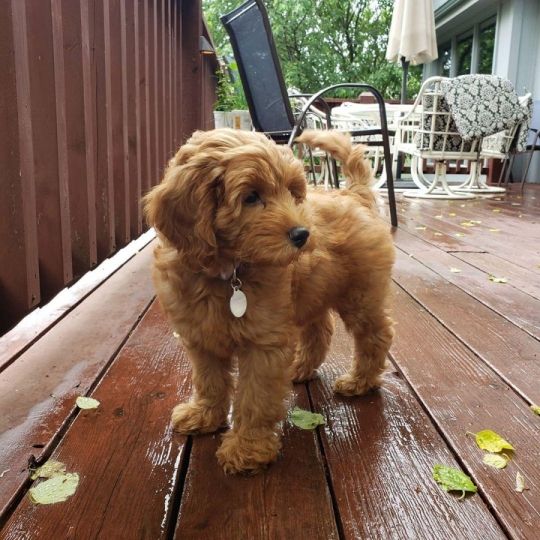 Goldendoodle