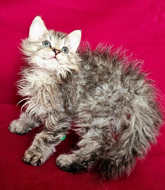 Göndör szőrű Selkirk Rex kisfiú eladó