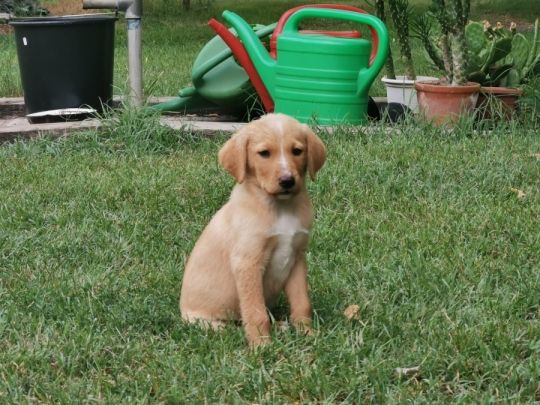 Gyönyörű Labrador-Viszla mix kölykök
