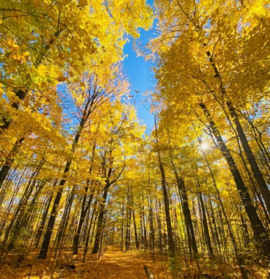 Házhoz járó pedikűr Gödöllő Egyetem tér és környéke