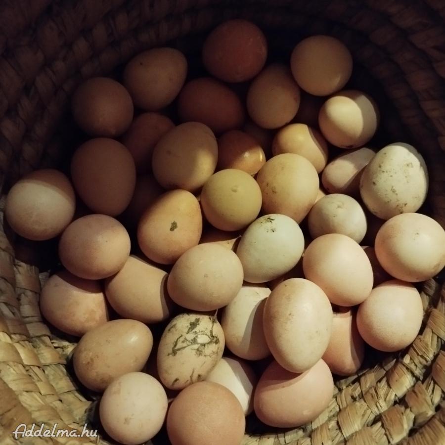 Hàzi gyöngytyúk tojàs eladó.