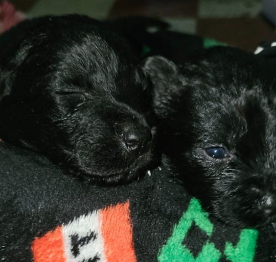 Ingyen elvihető keverék kiskutyák