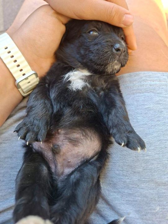 Ingyen elvihető keverék kiskutyák