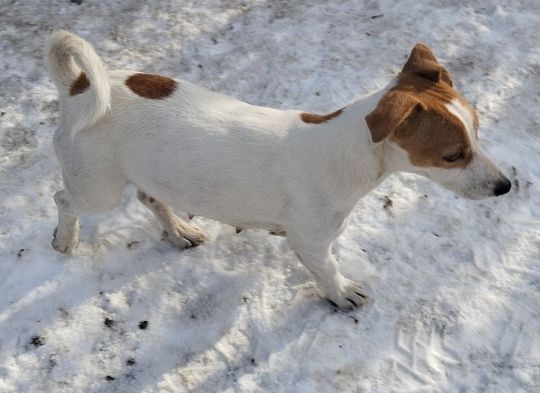Jack Russel terrier 