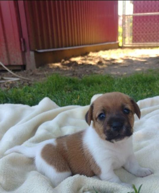 Jack Russel terrier kölykök eladóak