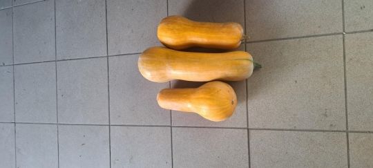 Kanadai sütötök