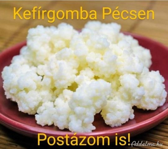 Kaukázusi kefírgomba (Tibeti kefírgomba)
