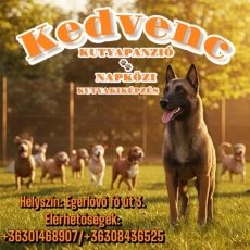 Kedvenc kutyapanzió és napközi