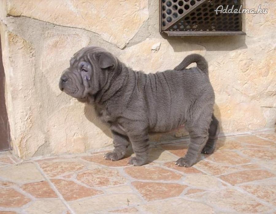 Shar store pei ár