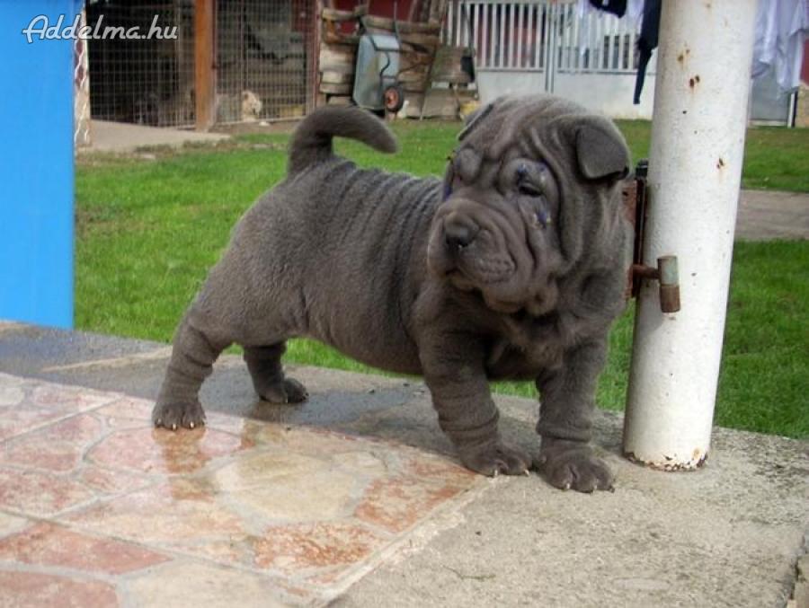 Shar pei sale ár